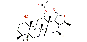 Lendenfeldarane J